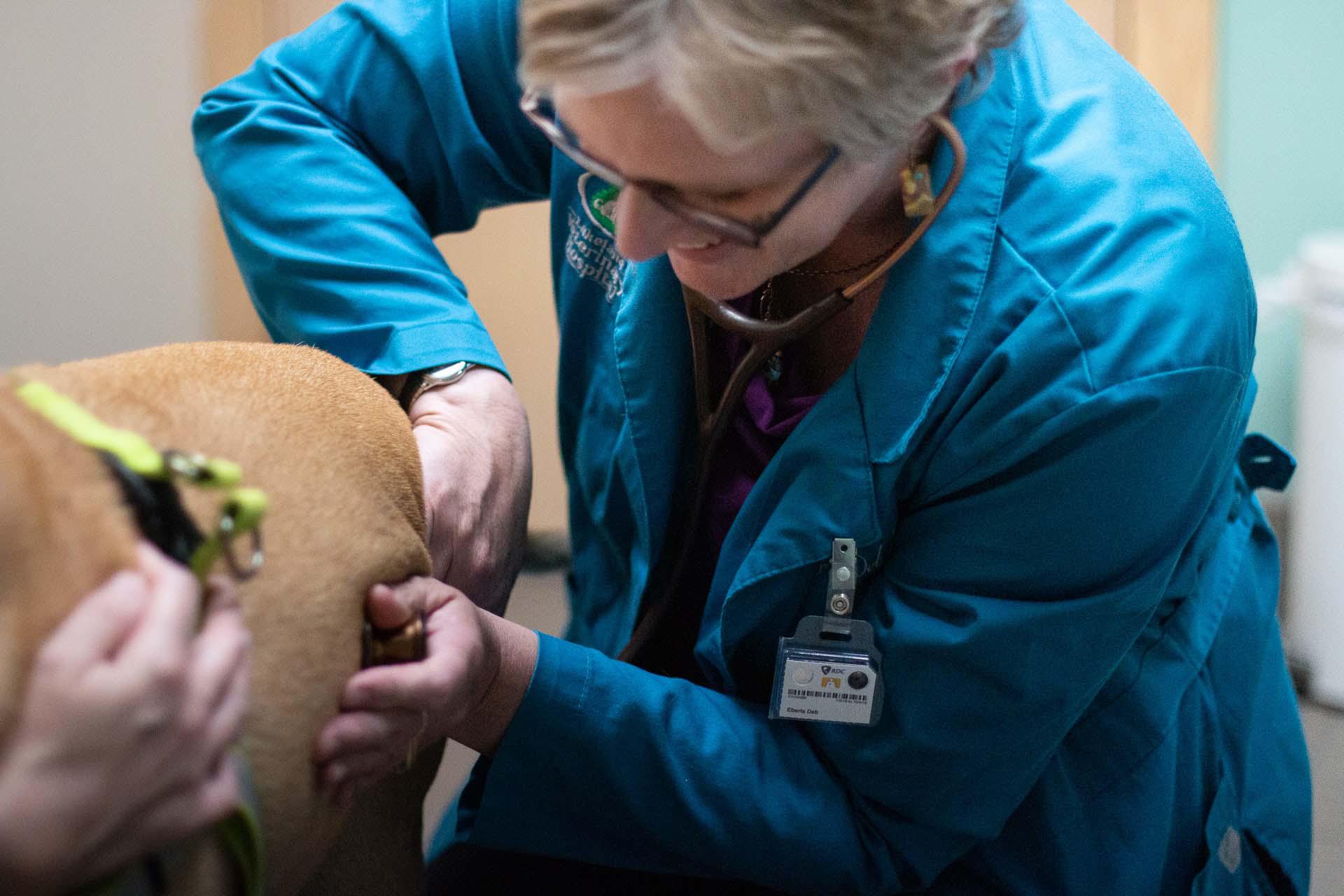 Dr. Piepgras uses a stethoscope to listen to a patient’s heart and lungs, which is also part of our  Lakeland Veterinary Hospital Baxter (218)829-1709