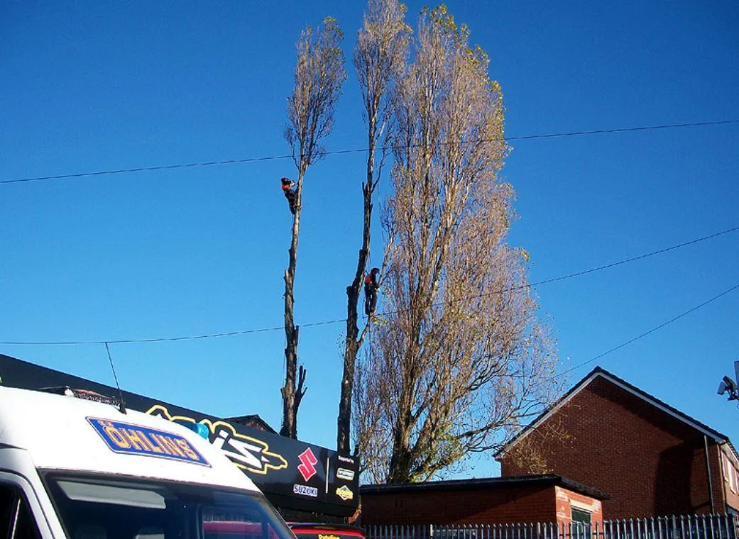 Images Yorkshire Tree Contractors