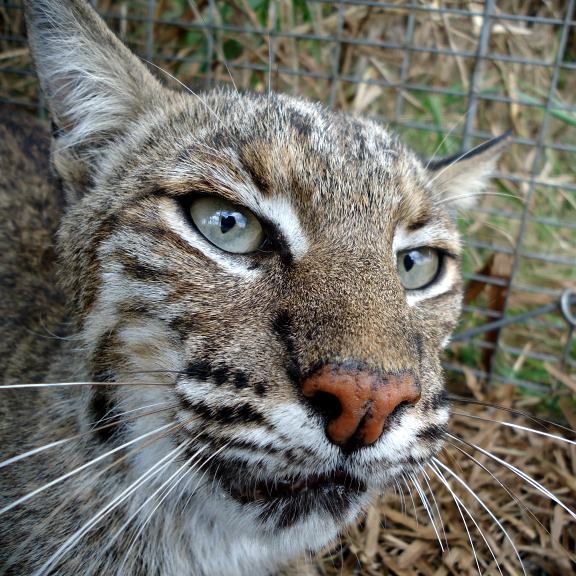 South Florida animal trappers at Animal Rangers, Inc.