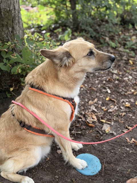 Hundeschule DogGeeks® TonCane: Online & Mobil, Voßbarg 23 in Seevetal