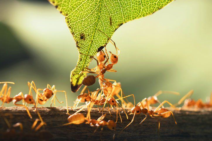 Images Paffy's Pest Control