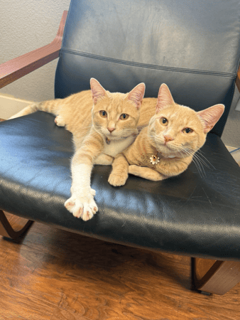 Images VCA Preston Park Animal Hospital