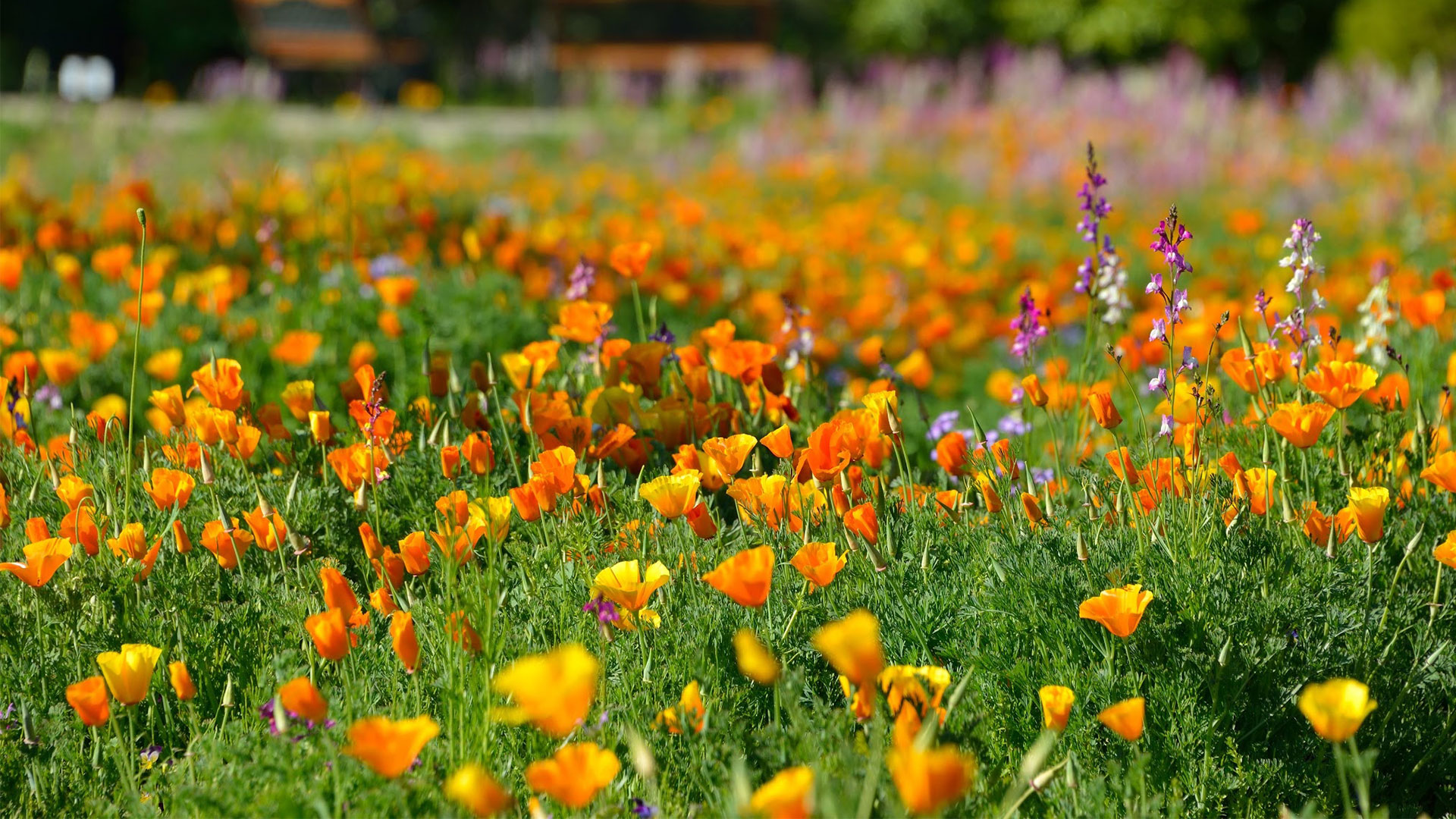 Bild 1 Kompostwerk Themarflor GmbH in Themar