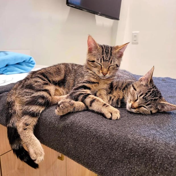 Images Petfolk Veterinary & Urgent Care - Mansfield