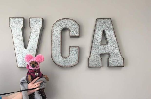 Images VCA Animal Care Hospital