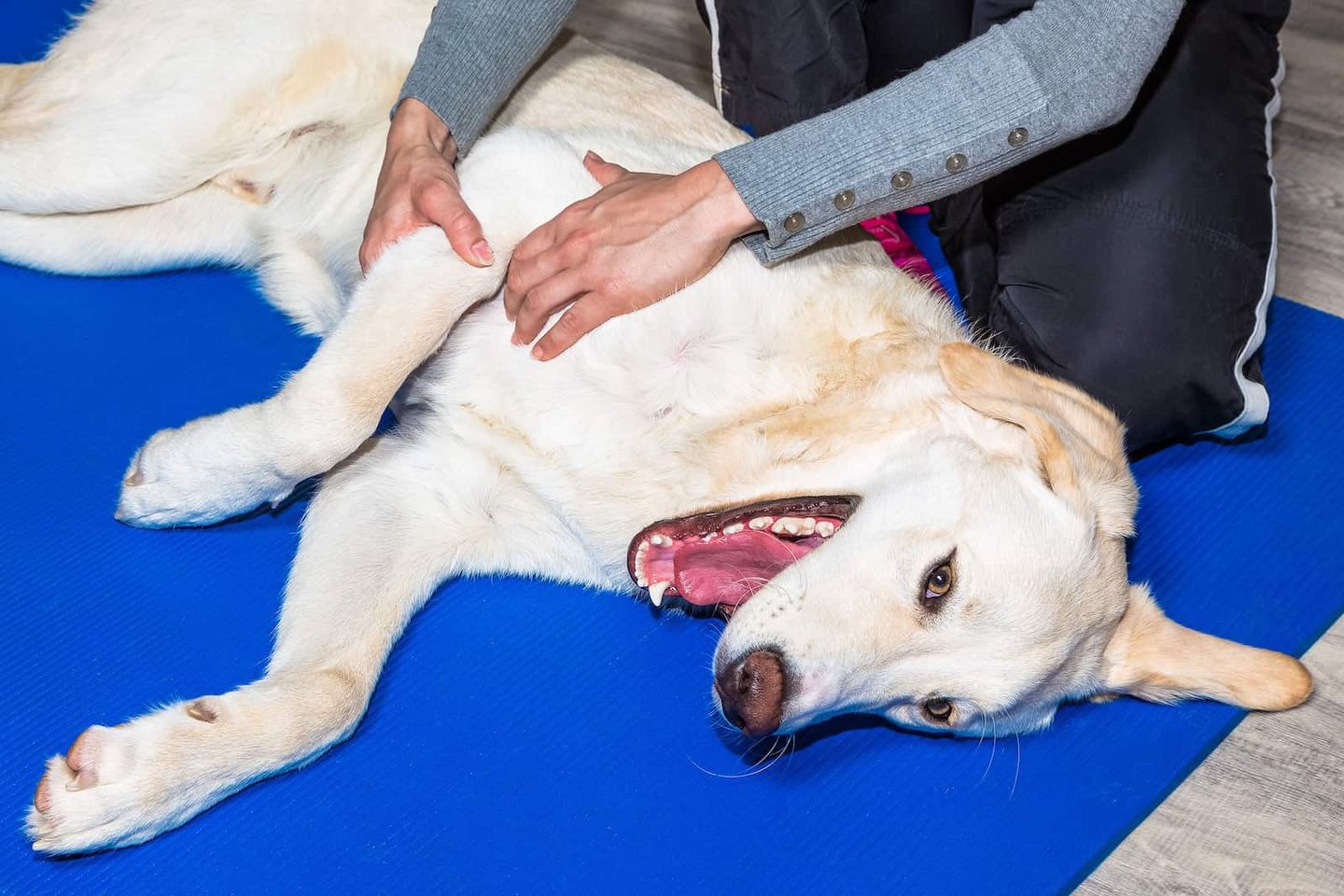 Bilder Hundephysiotherapie Rostock | Tierphysiotherapie Rostock