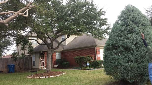 Images TNT Tree Service