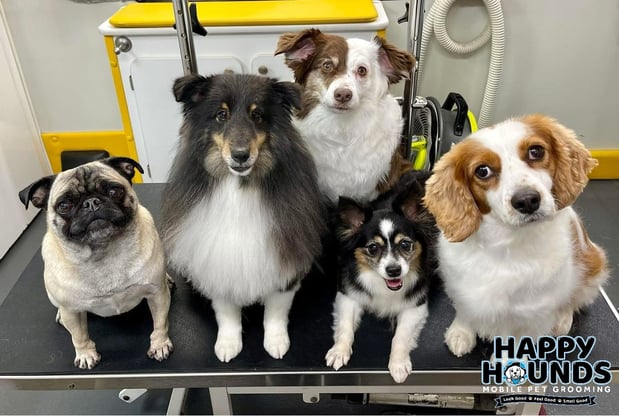 Images Happy Hounds Mobile Pet Grooming