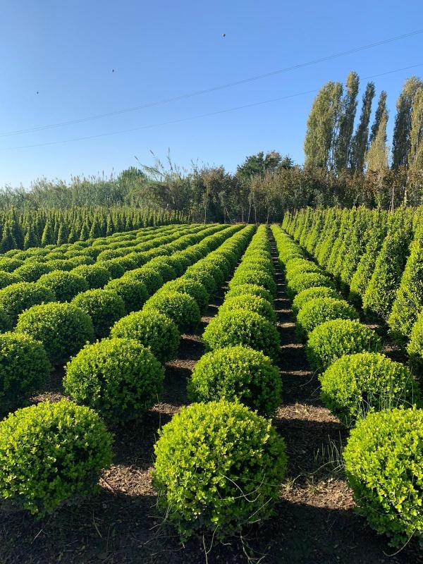 Images Vivaio Masullo Piante