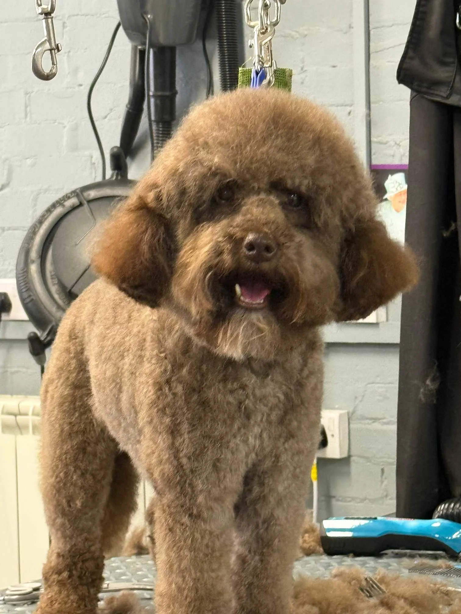 Images Your Dog Grooming Salon