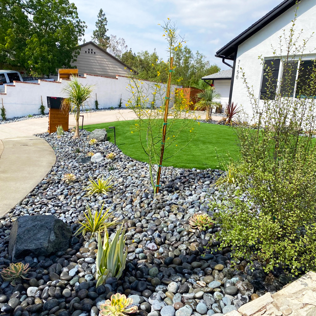 Modern drought-tolerant landscape with smooth river rocks, succulents, young trees, green lawn, and white homes creating a calm, sunny garden.