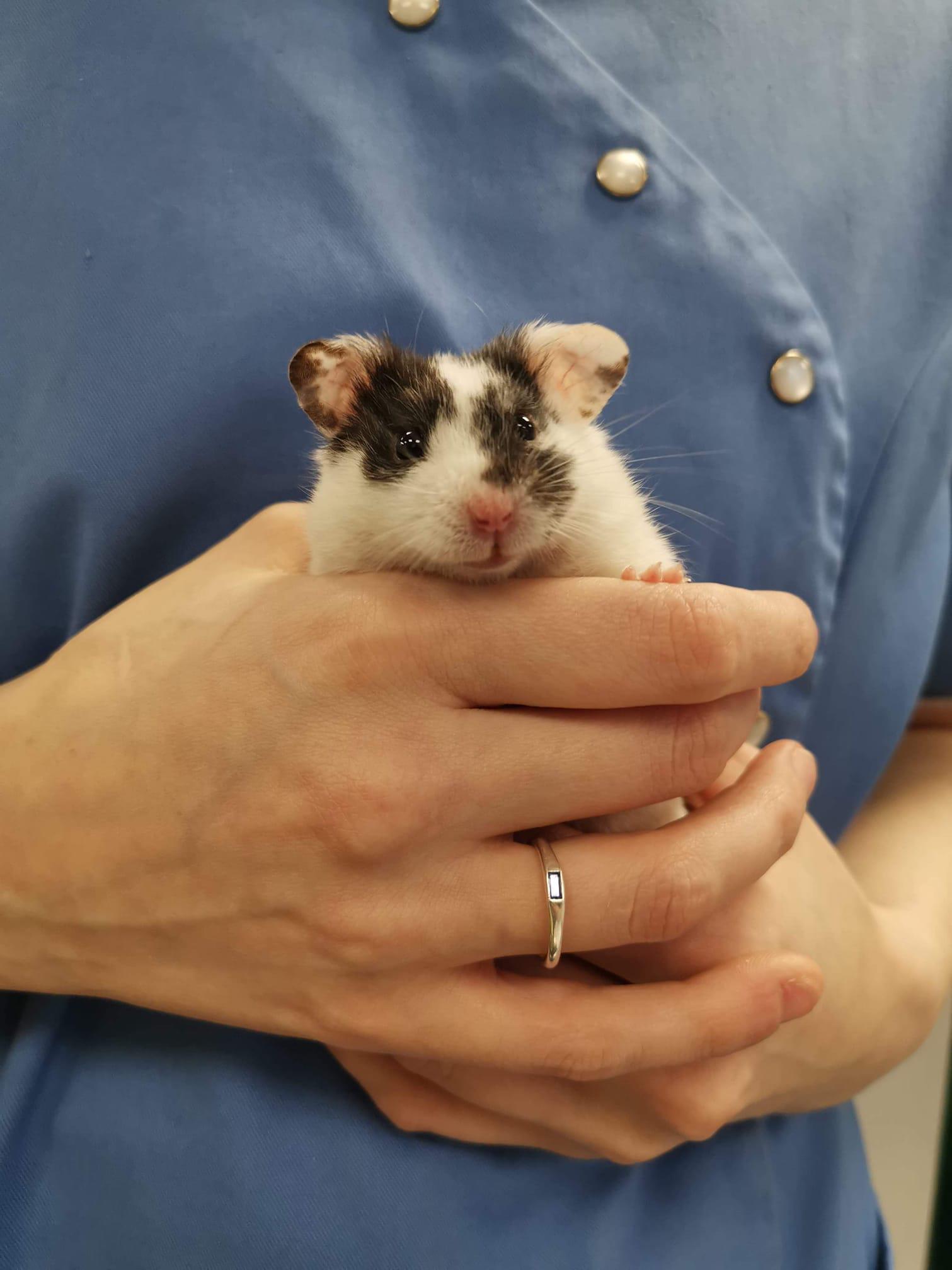 Images Ashfield House Veterinary Hospital, Long Eaton