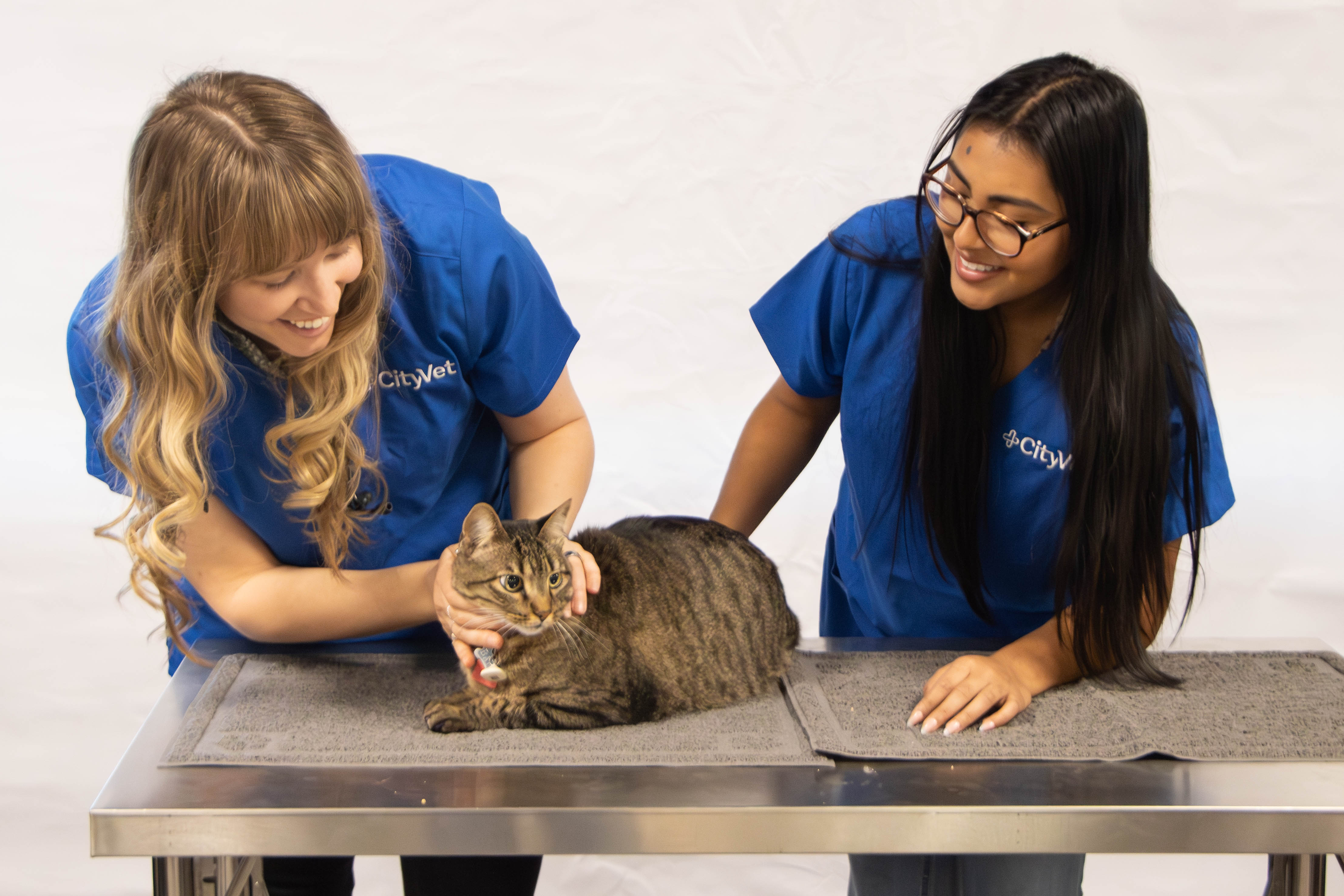 Dr. Amy Jager, owner of CityVet | Verrado and a tech examining a cat