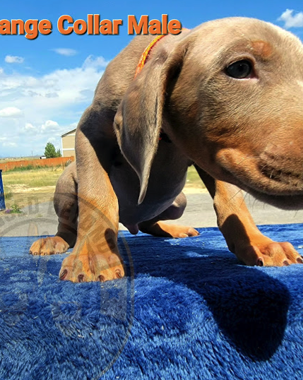 Blessed Beyond Dobermans Dog Breeder in Pueblo, CO.