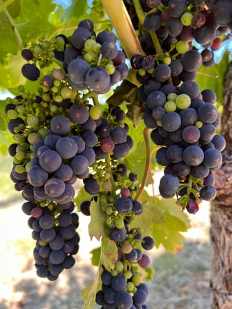 Images Sonoma Wine Rides