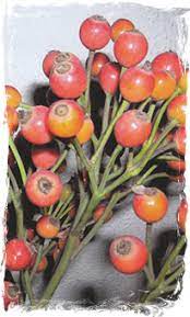 Images 3 Ponti Società Cooperativa Agricola