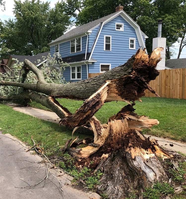 When disaster strikes and you're faced with a dangerous tree situation, you need fast, reliable emergency tree service. At Alabama Arbor, we understand the urgency of these situations and are committed to providing prompt assistance to homeowners and businesses in Huntsville, Alabama.