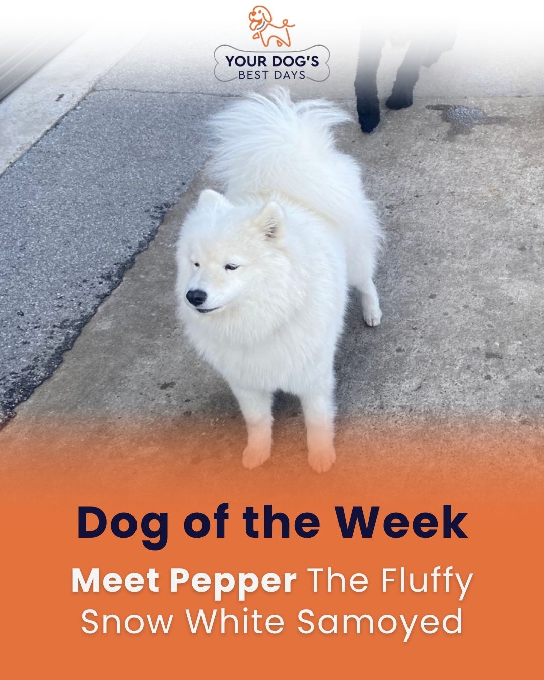 Dog of the Week photo featuring a fluffy white dog named Pepper enjoying time at the facility.