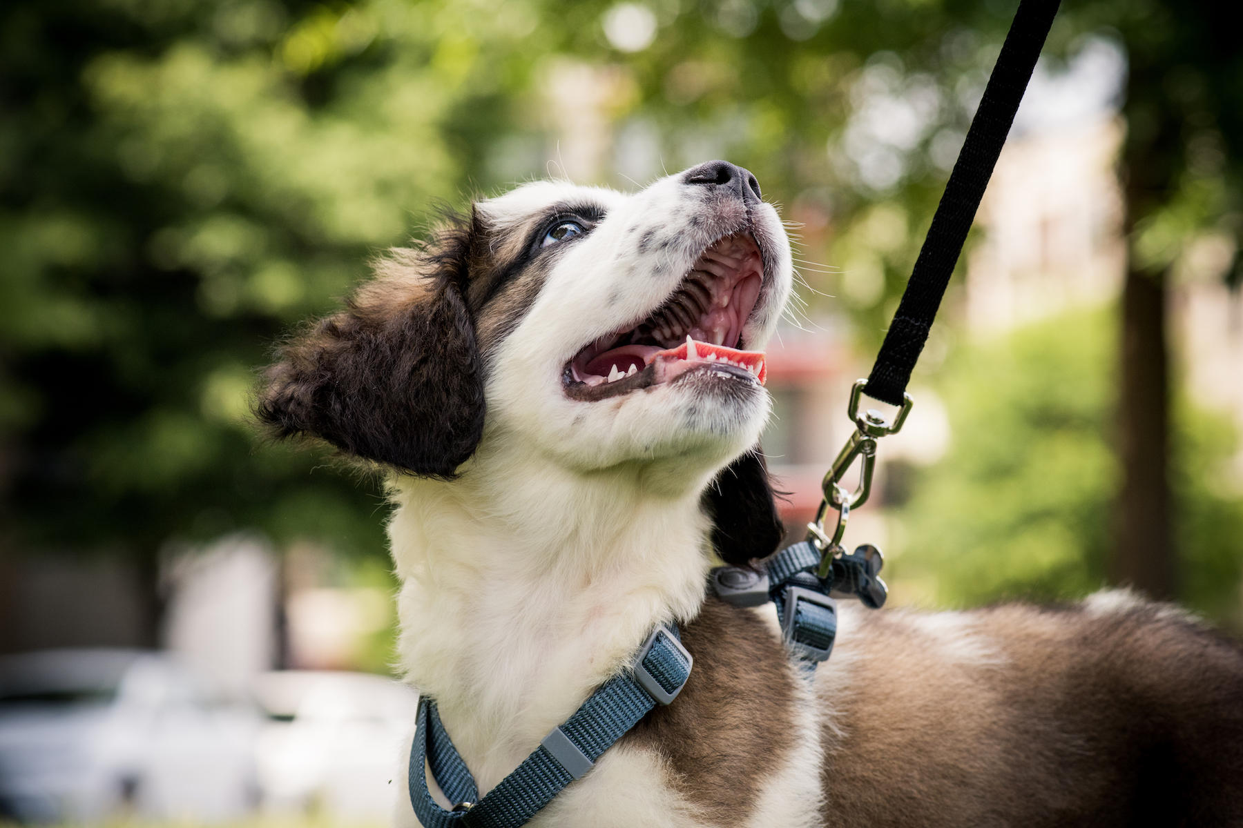 Why You Should Leash Train Your Dog