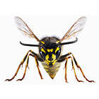 ABC-Insekt Roger Tomasi Logo