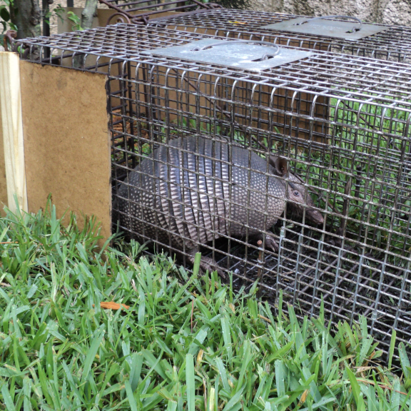 Animal Rangers nuisance armadillo trapping and wildlife control services in Florida