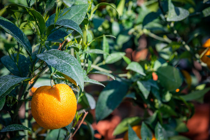 Images Azienda Agricola Florovivaista Toscogarden