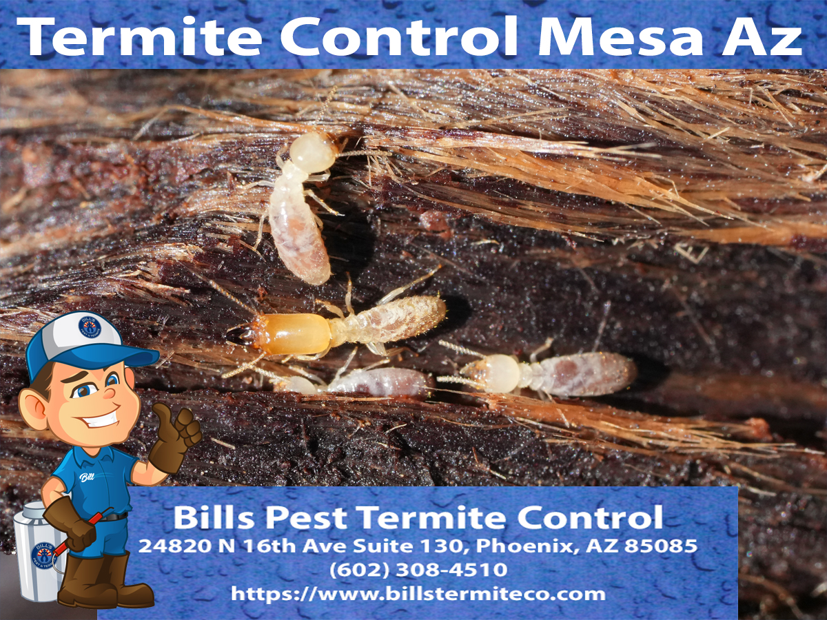Bills Pest Termite Control Mesa Az Image