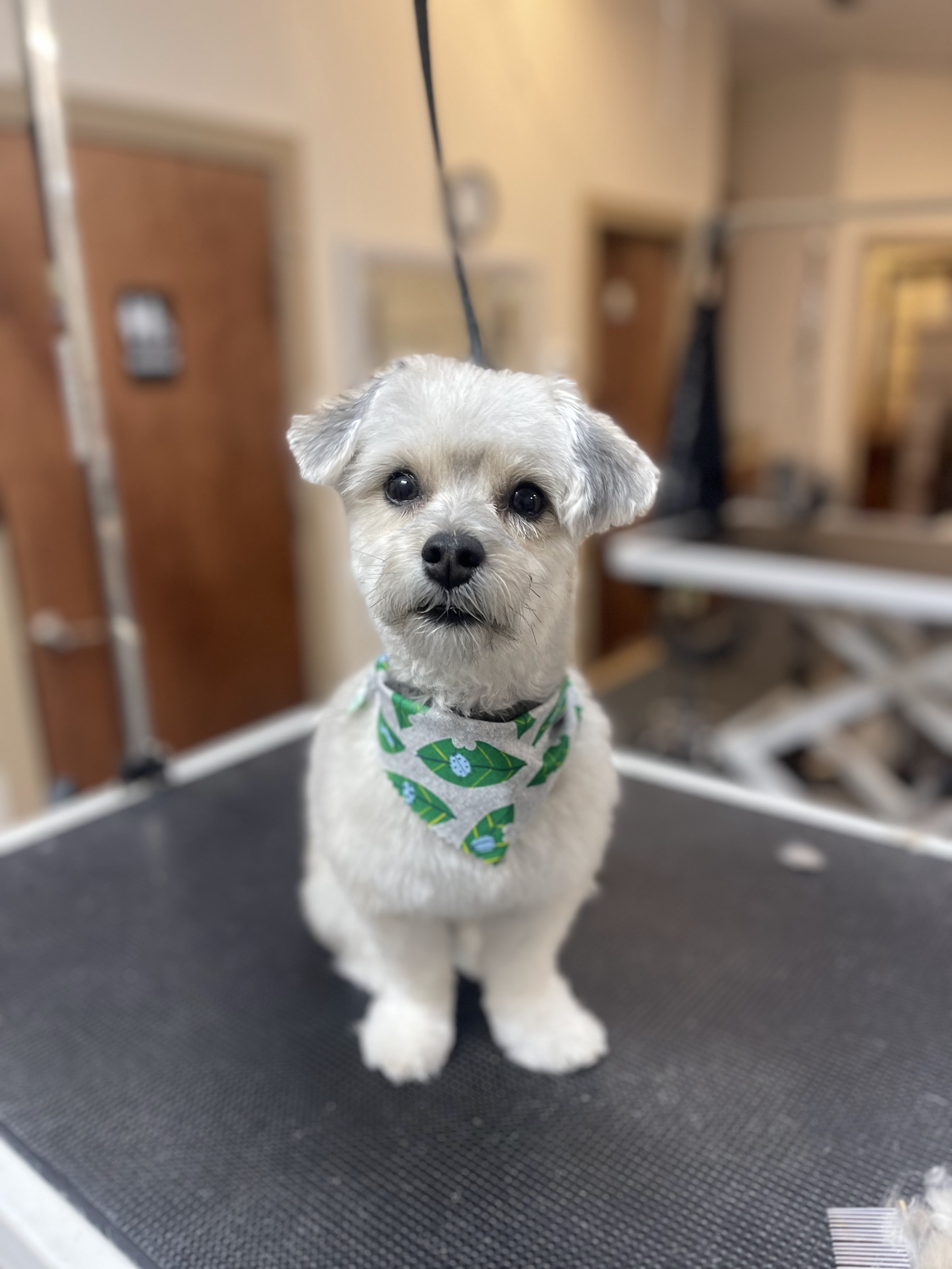 A fluffy white dog with gray accents on its ears is sitting on a black grooming table. The dog is wearing a light gray bandana with a pattern of green leaves and light blue ladybugs. The dog has dark eyes and a wet nose, and it is looking directly at the camera. The background is blurred, showing a room that appears to be a grooming salon with doors and grooming equipment.