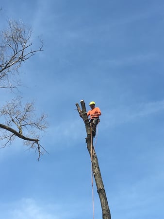 Images Gabriel's Tree Care Company Inc