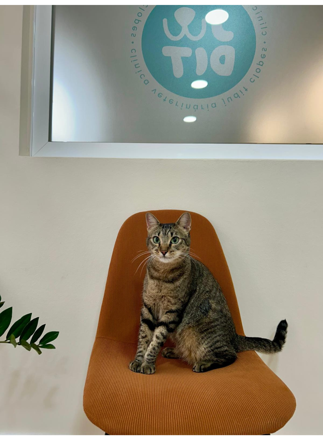 Images Clínica Veterinaria Judit