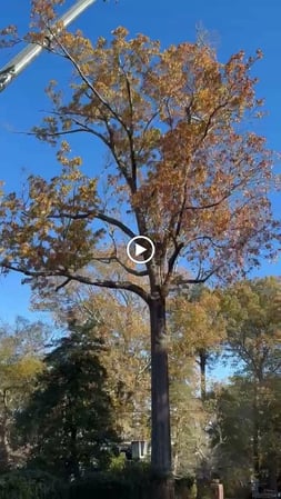 Images Art-Is-Tree, LLC