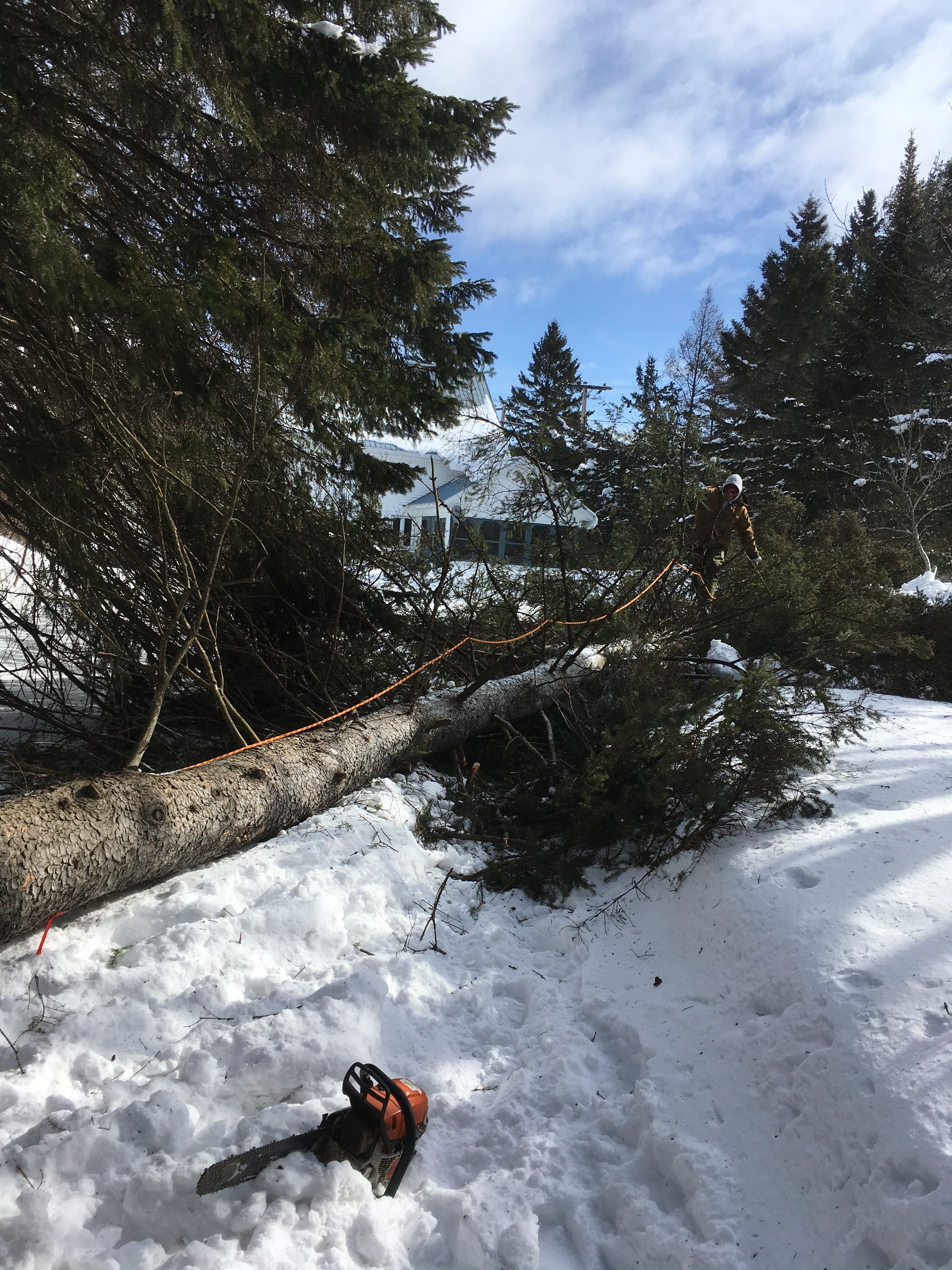 Images Élagage Frère d'Arbres