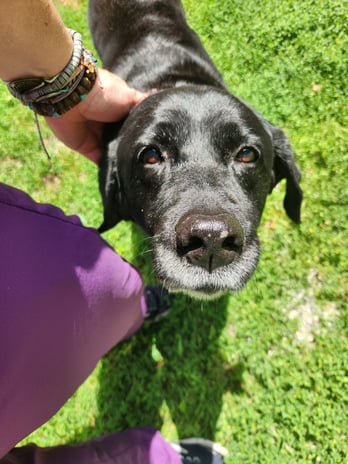 Images VCA Morris Plains Animal Hospital