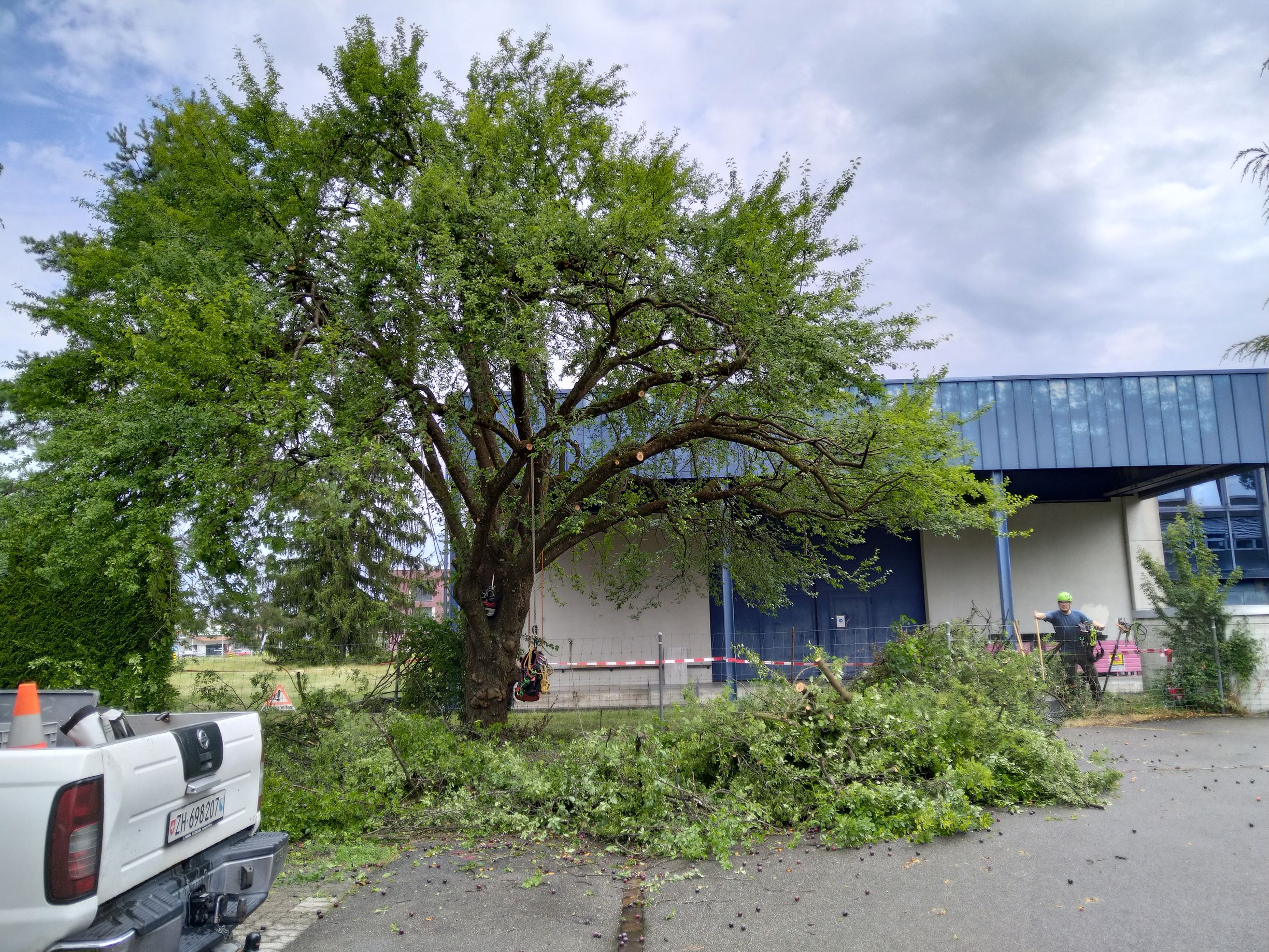 Baumpflege-Gallusser, Bergstrasse 3 in Hinteregg