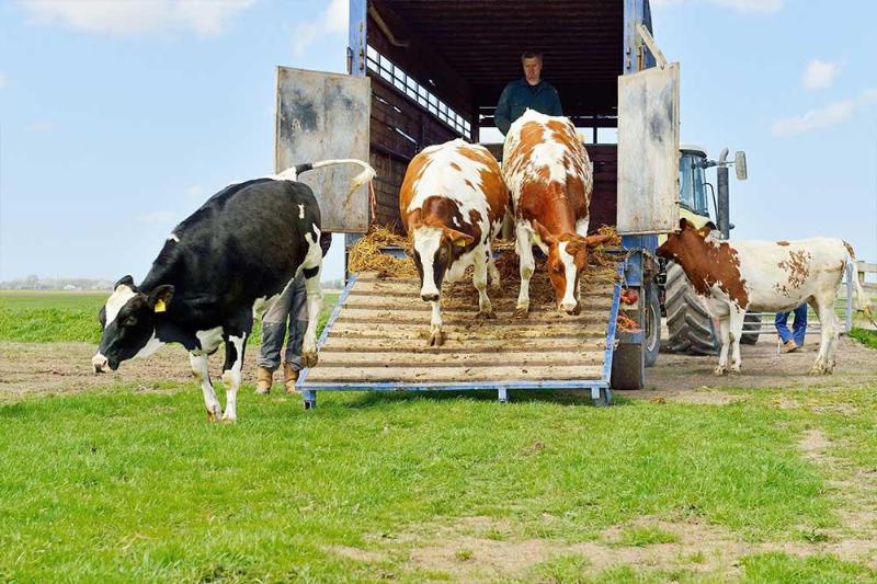 Images Azienda agricola e trasporti Cancemi