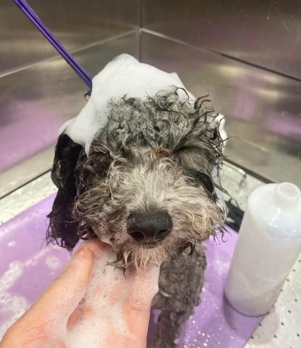 Images PawLeashed Pet Salon