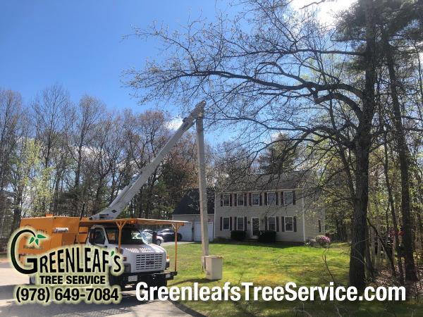 Greenleaf's Tree Service Photo