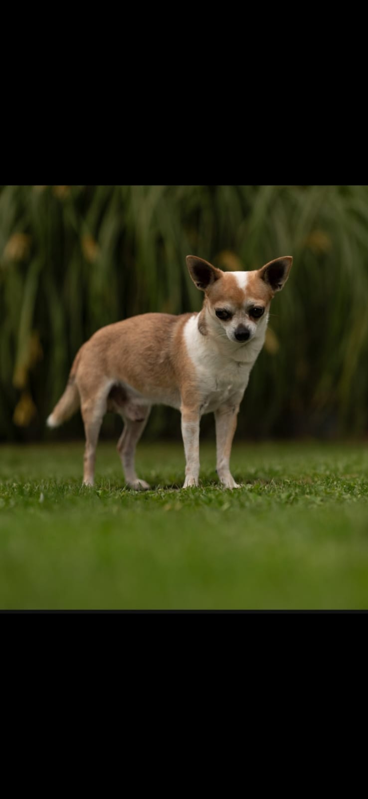 Bild 2 von JaKiDa SIWI Hundecoach & Tierkommunikation