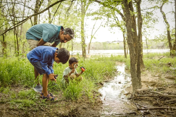 Images Painted Tree Woodland West by Normandy Homes