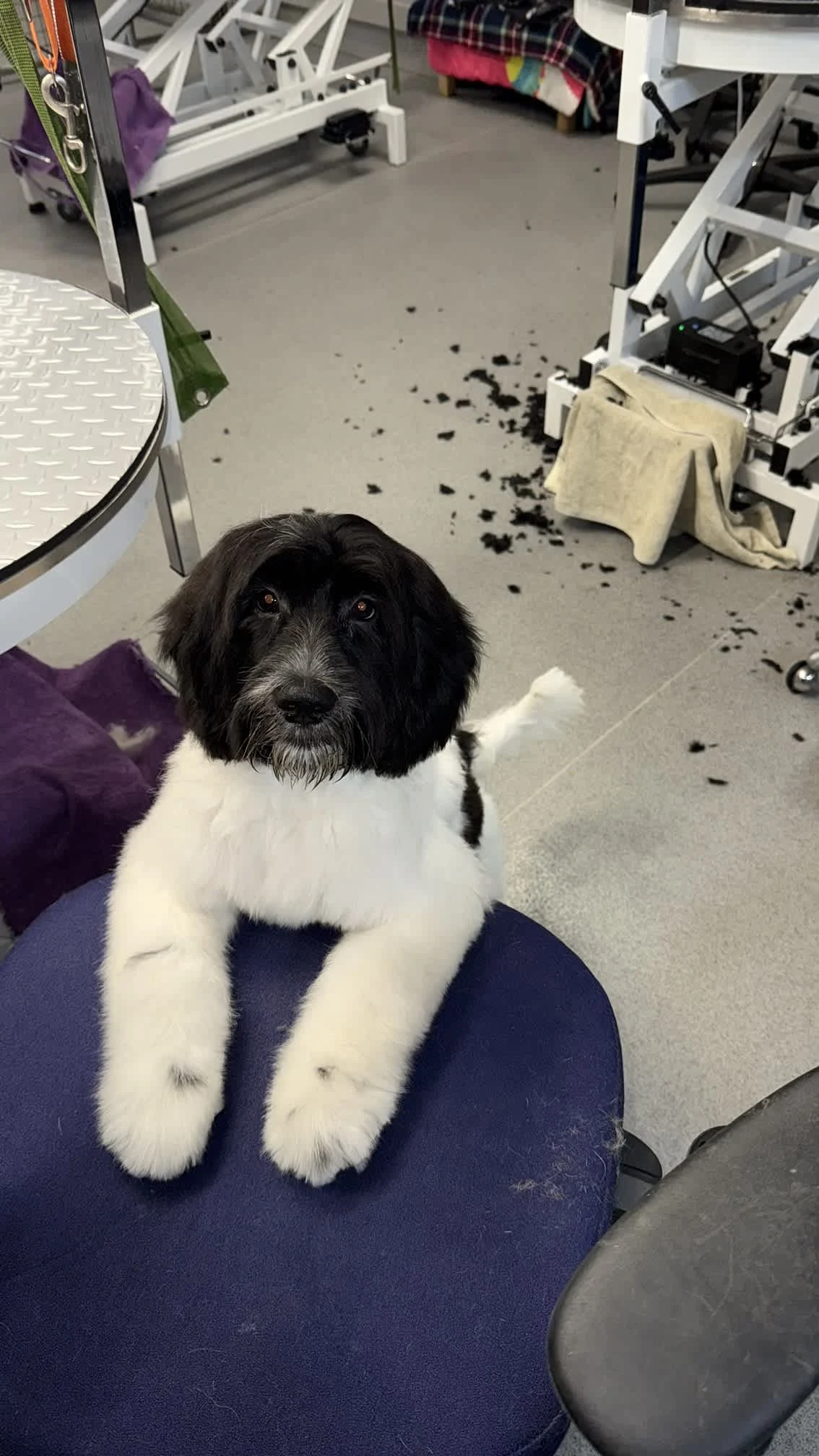 Images Your Dog Grooming Salon