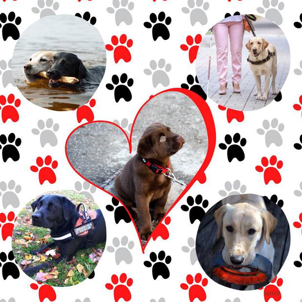 Images Petagogy