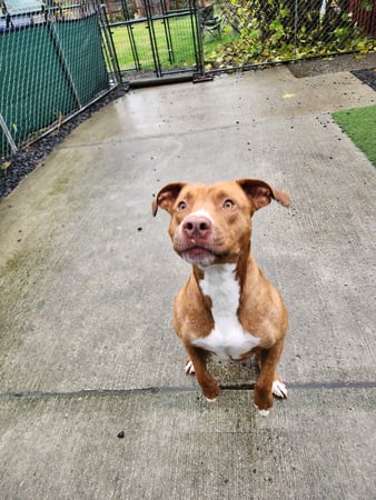 Images Pyr Hope Farm