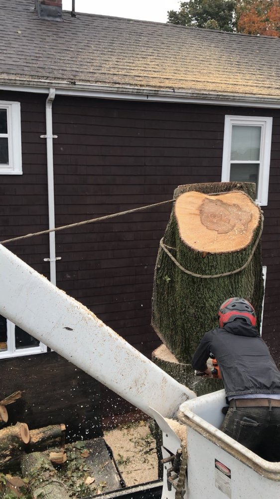Oscar&apos;s The Pros, Tree Service Logo
