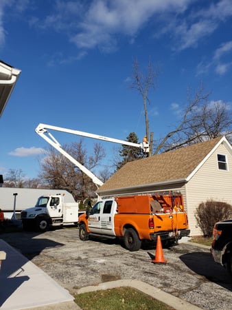 Images Gabriel's Tree Care Company Inc