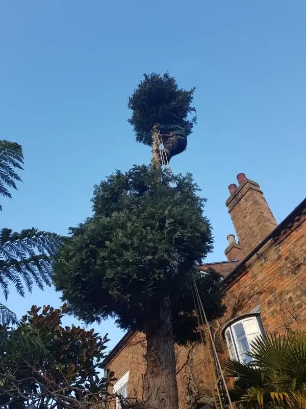 Images Poplar Tree Services Ltd