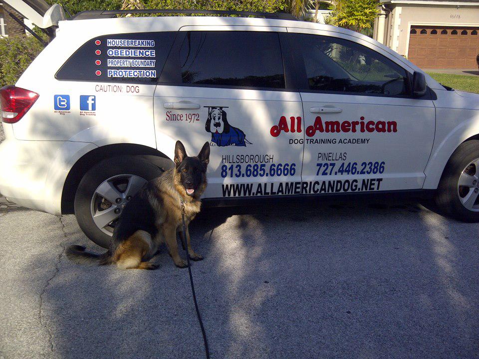 All American Dog Training Academy Valrico (813)685-6666