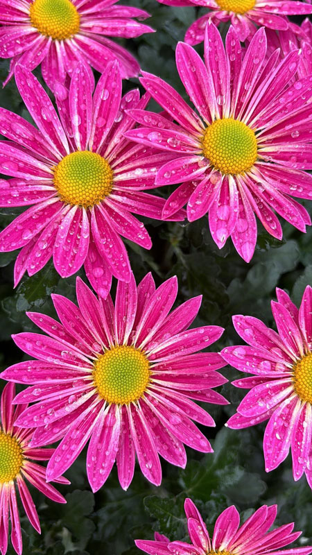 Images Fioralia