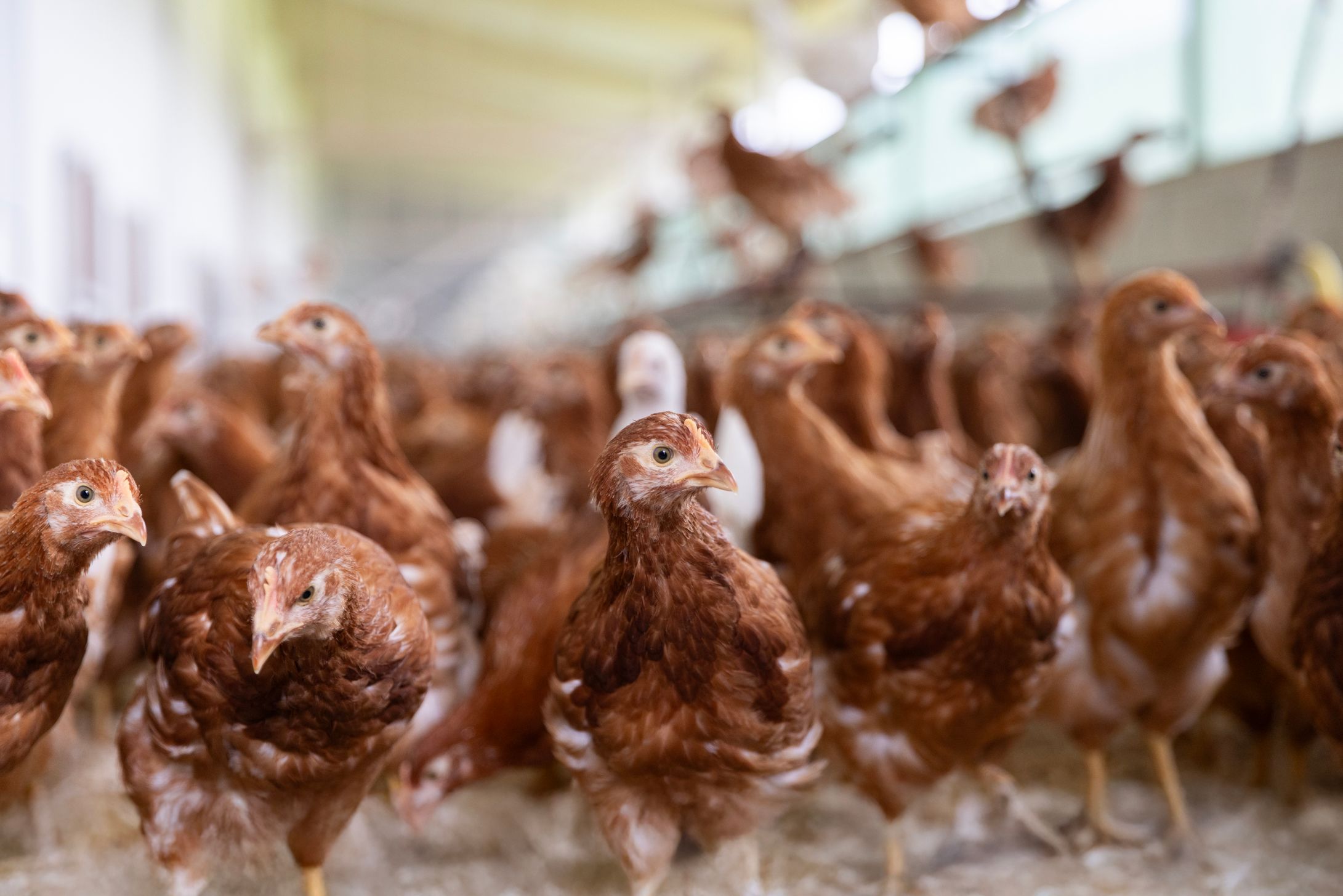 Bilder Soller Junghennen AG