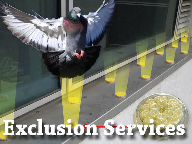 Images Pigeon Control Phoenix