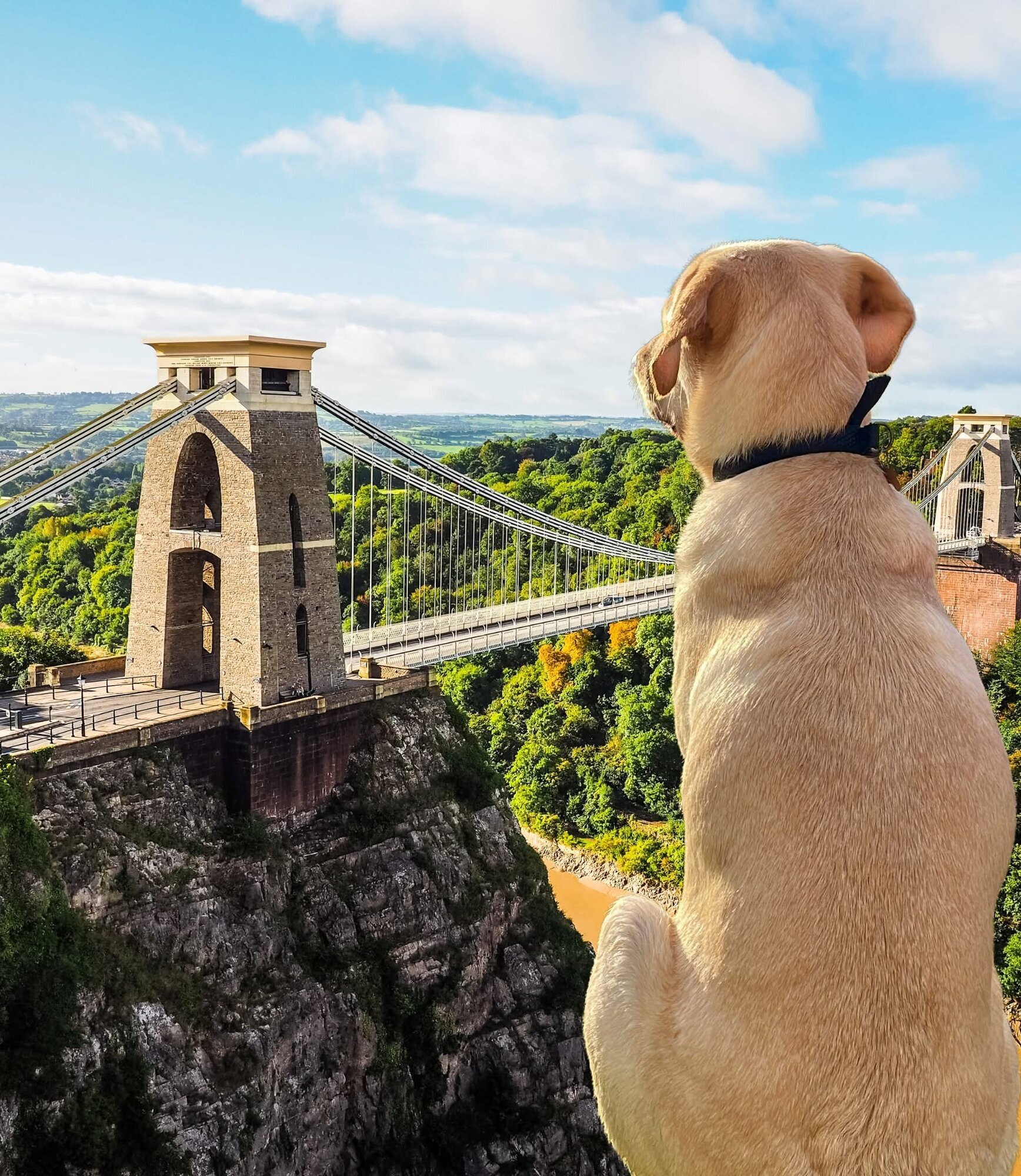 Images The Bristol Bark Co.